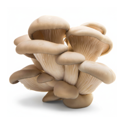 Oyster Mushroom Pack