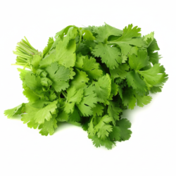Coriander Bunch