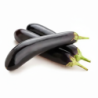 Long Eggplant