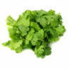 Coriander Bunch