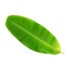 Banana Leaves Piece