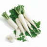 White Radish