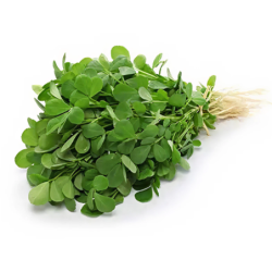Fenugreek