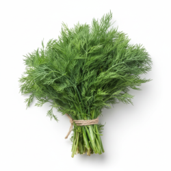 Dill